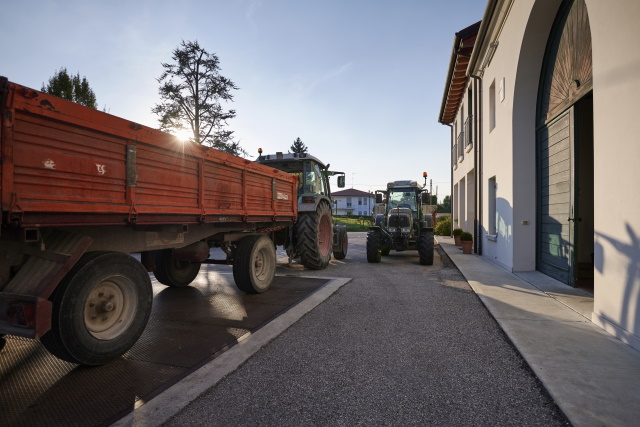 La Vendemmia