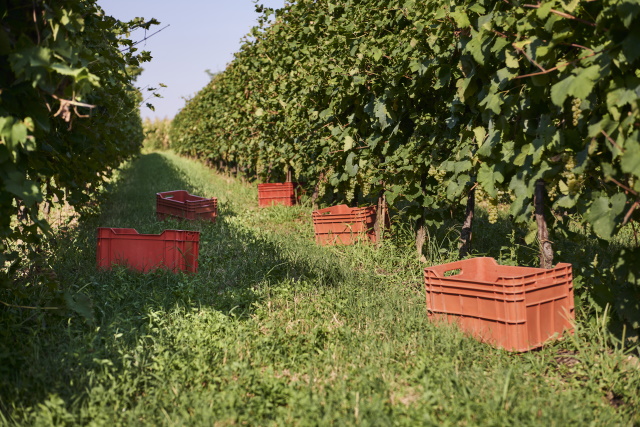 La Vendemmia